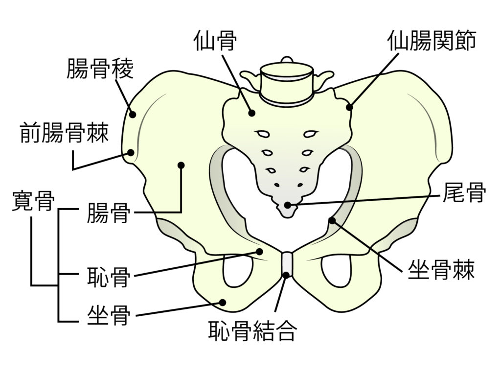 骨盤　仙腸関節