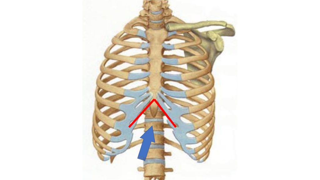 肋骨弓の角度